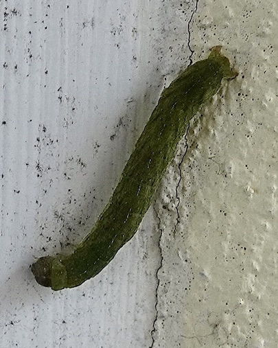 small angle shades larvae